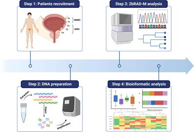 The bladder microbiome of NMIBC and MIBC patients revealed by 2bRAD-M